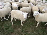 /album/fernville-corporation-/sheep1-1jyf79s-jpg/