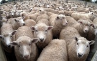 /album/fernville-corporation-/sheep-2724972b-jpg/