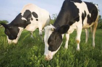 /album/fernville-corporation-/dairy-cows2-jpg/