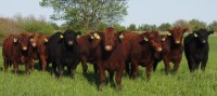 /album/fernville-corporation-/bulls08-jpg/