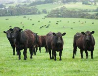 /album/fernville-corporation-/black-angus-cattle-jpg/