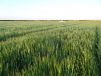 /album/fernville-corporation-/barley3-jpg/