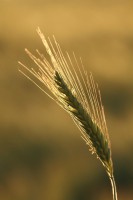 /album/fernville-corporation-/barley-ear-backlit-1-jpg/