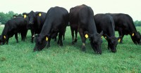 /album/fernville-corporation-/anguscattle-jpg/